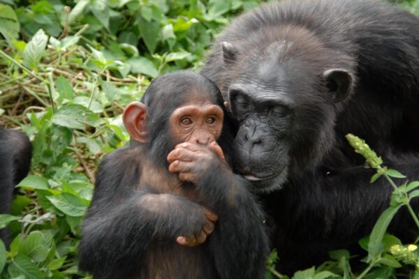 Burundi Safaris JimJam Safaris Africa Burundi Safaris JimJam Safaris Africa