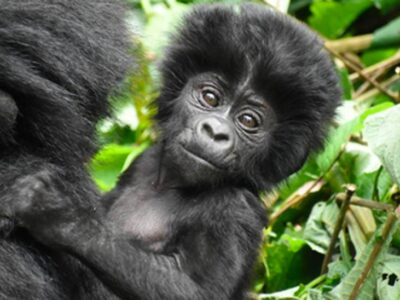 Gorilla-trekking-Africa