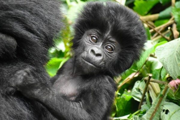 Gorilla-trekking-Africa