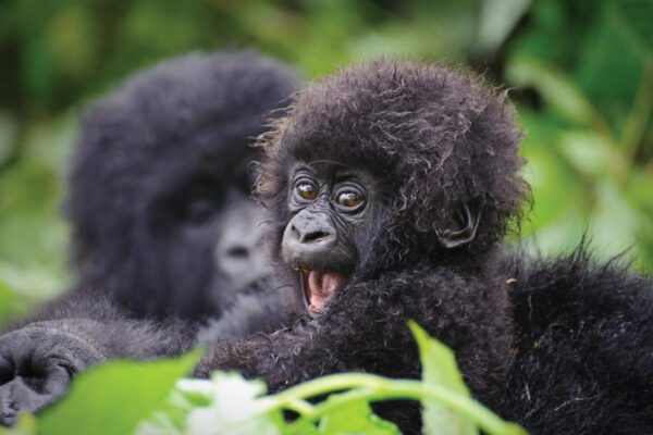 Rwanda-Gorilla-Safaris