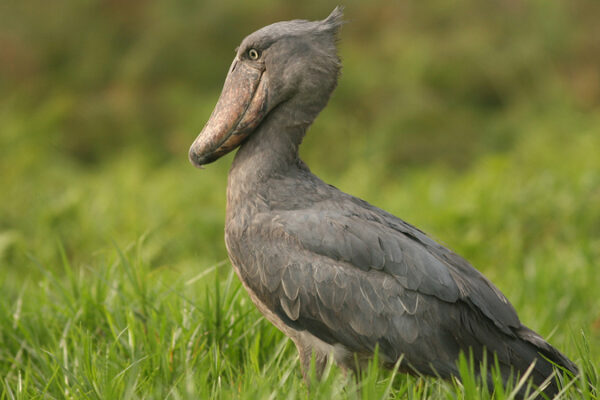 Shoebill Uganda JimJam Safaris Shoebill Uganda JimJam Safaris