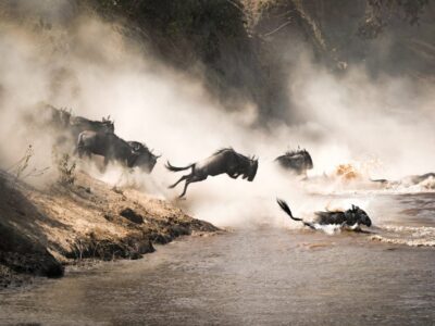 Tanzania Wilder beast crossing Safaris