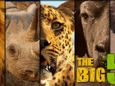 The Big 5 JimJam Safaris & Tours Africa