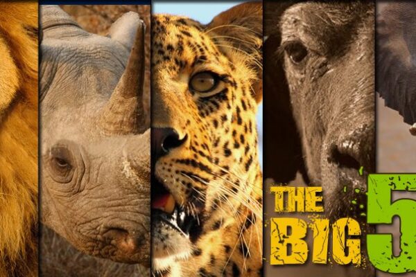 The big 5 The big 5
