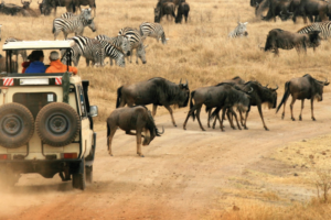 Wildlife tours JimJam Safaris