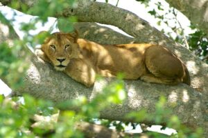 ishasha-tree-climbing-lions JimJam Safaris Africa