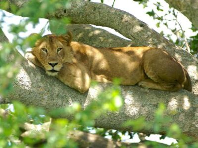 ishasha-tree-climbing-lions JimJam Safaris Africa