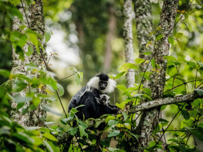 Nyungwe Forest National Park