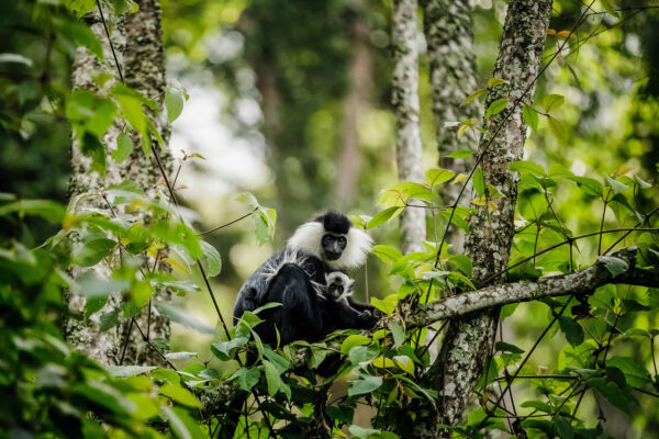 Nyungwe Forest National Park