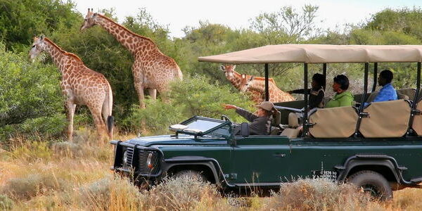 14 days best of Uganda, Rwanda & Congo Safari All Inclusive African Safari