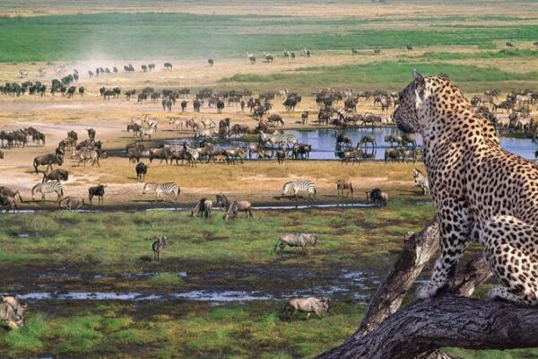 7 days best of Tanzania Safari
