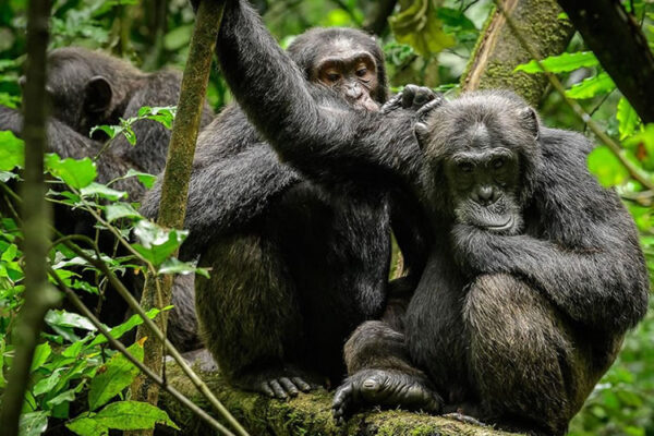 Chimpanzees Rwanda