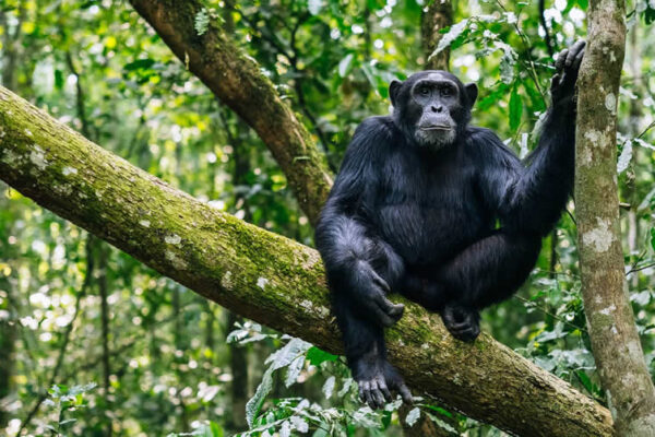 Congo Safaris JimJam Safaris Congo