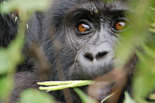 Gorilla Trekking Gorilla Trekking