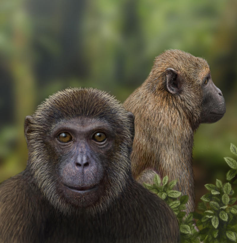 Best Africa Primates Tours And Safari Packages For 2027/2028