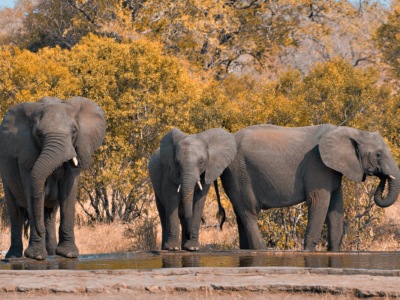 The African Elephant JimJam Safaris Africa