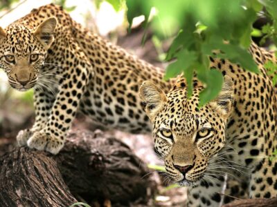 The African Leopard JimJam Safaris Africa