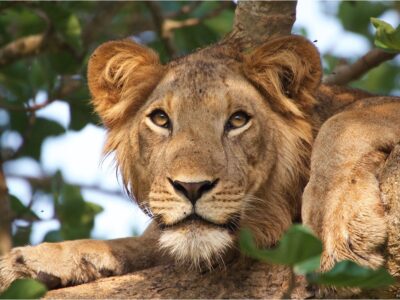 13 days Uganda primates and wildlife safari