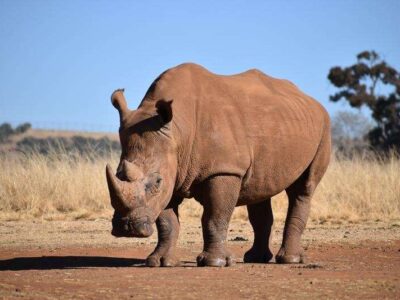 The African Rhino JimJam Safaris Africa