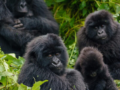 15 days Congo Rwanda gorillas