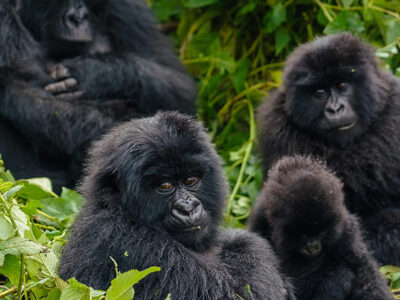 15 days Uganda Congo Rwanda gorillas