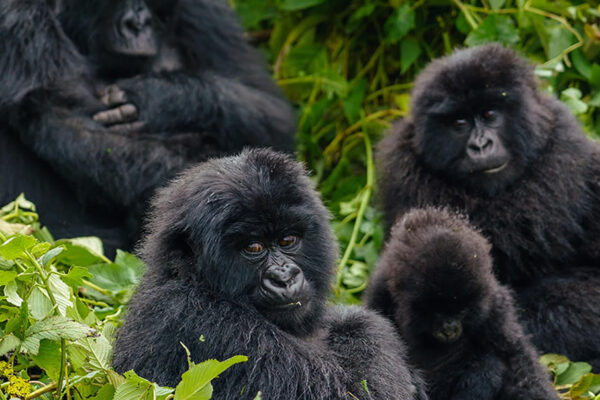 15 days Uganda Congo Rwanda gorillas