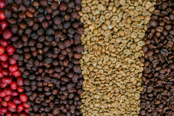coffee safari JimJam Safaris Africa Kibinge Coffee JimJam Safaris Africa