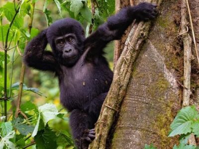 1 Day Mgahinga Gorilla trek