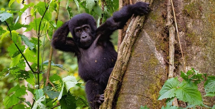 1 Day Mgahinga Gorilla trek