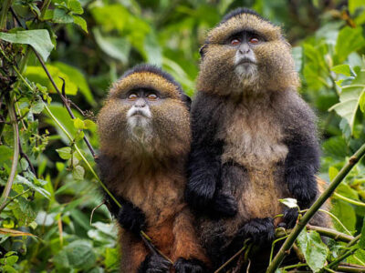 9 days Rwanda primates and wildlife Safari