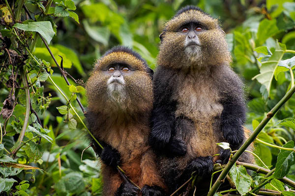 9 days Rwanda primates and wildlife Safari