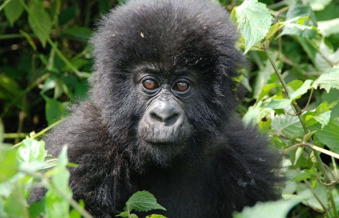 9 days Rwanda primates and wildlife adventure