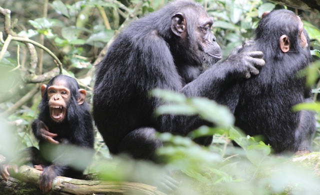 9 days Rwanda primates and wildlife