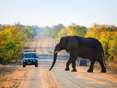 Elephant