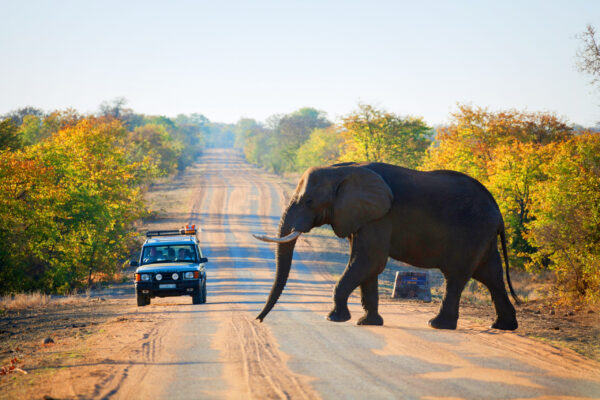 Elephant Elephant