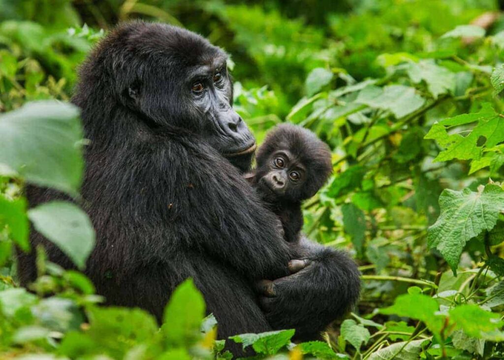 How much does a Rwanda safari cost?