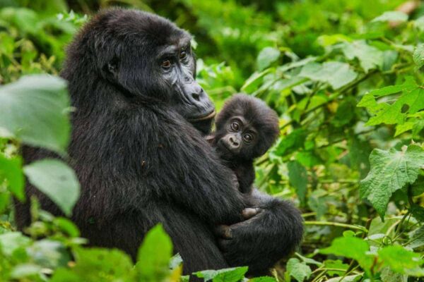 How much does a Rwanda safari cost?