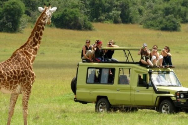 How Much Does A Tanzania Safari Cost How Much Does A Tanzania Safari Cost