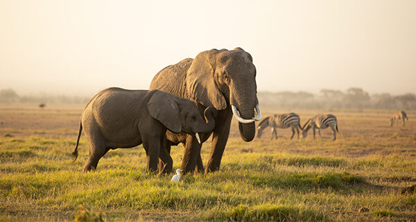 How much does an African safari cost How much does an African safari cost