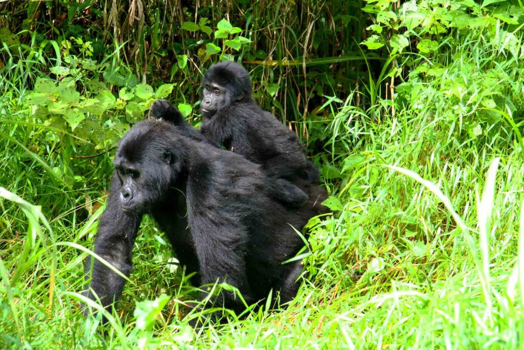 Seeing Gorillas in Uganda Rwanda and Congo