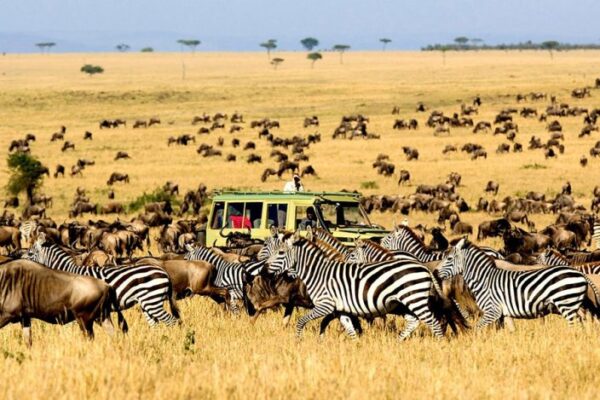 Tanzania Safaris