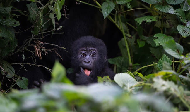age for gorilla trekking in Rwanda and Uganda