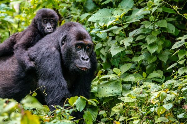 rwanda safaris