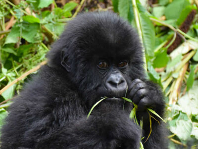 1 day Rwanda gorilla trek