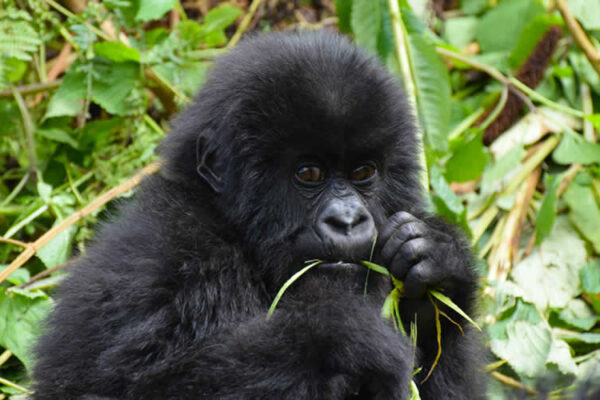 1 day Rwanda gorilla trek 1 day Rwanda gorilla trek