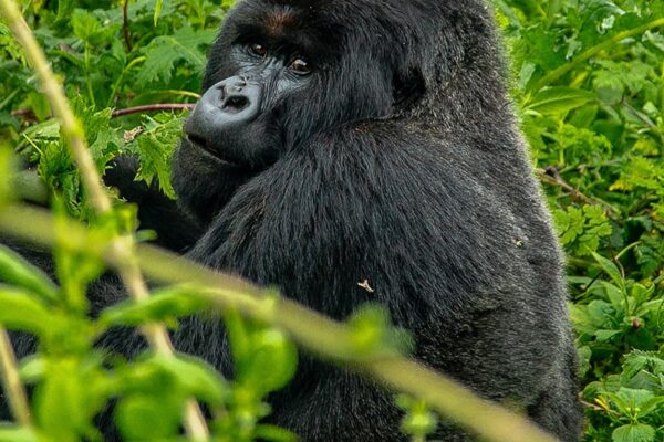 Rwanda Safaris Rwanda Safaris