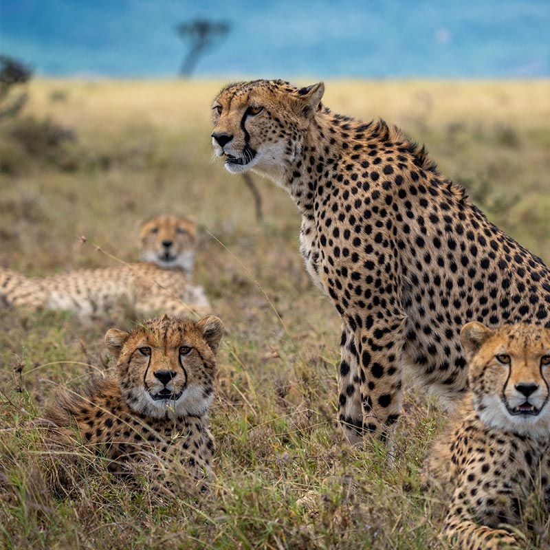 Things To Do In Tanzania JimJam Safaris