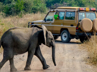 15 days best of Uganda Safari