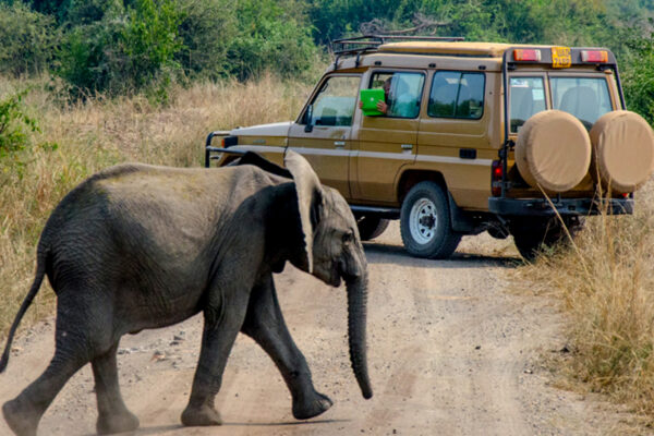 15 days best of Uganda Safari