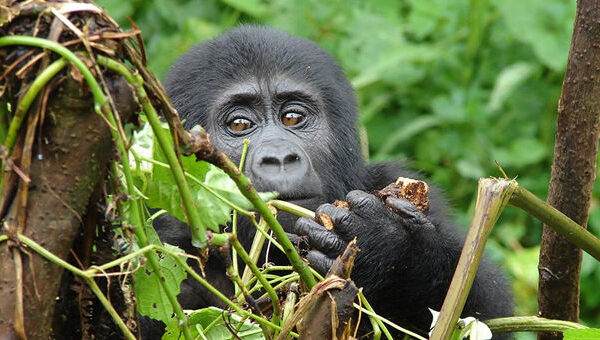 15 days best of Uganda Safaris 15 days best of Uganda Safaris